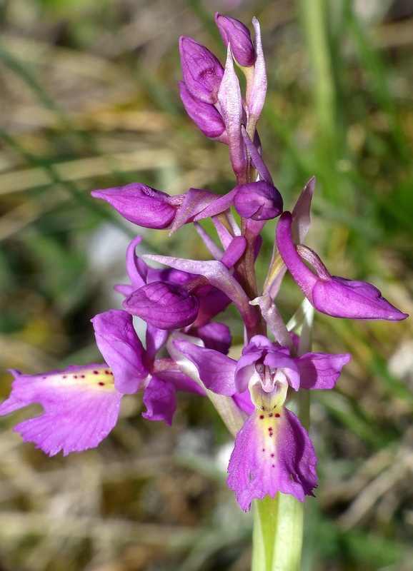 Marsica 2022, Monte Girifalco e Monte Arunzo  Le orchidee e la storia.